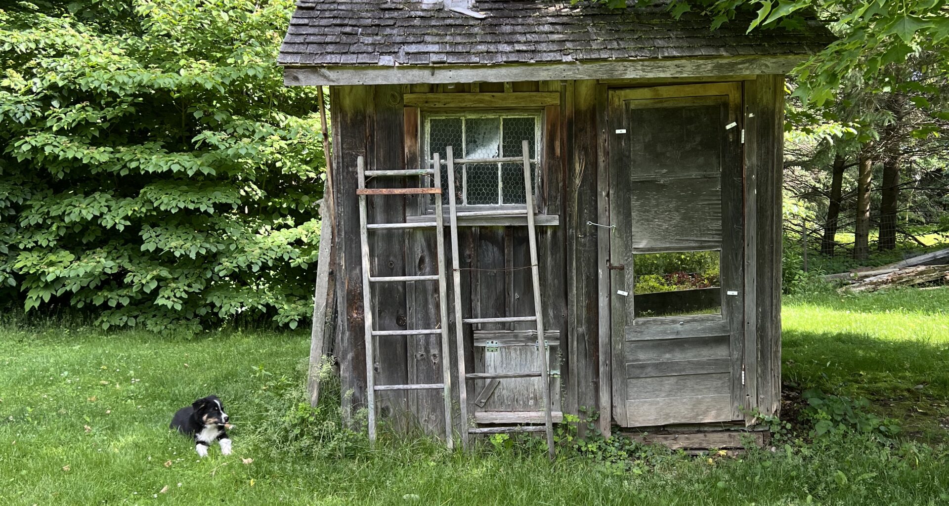 Chicken Coup